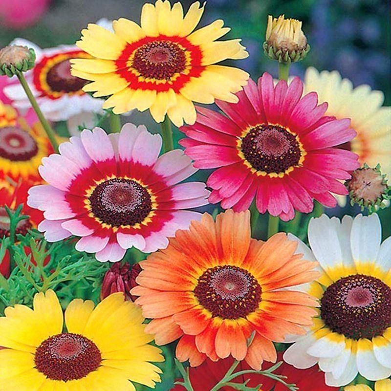 花环菊厂家批发