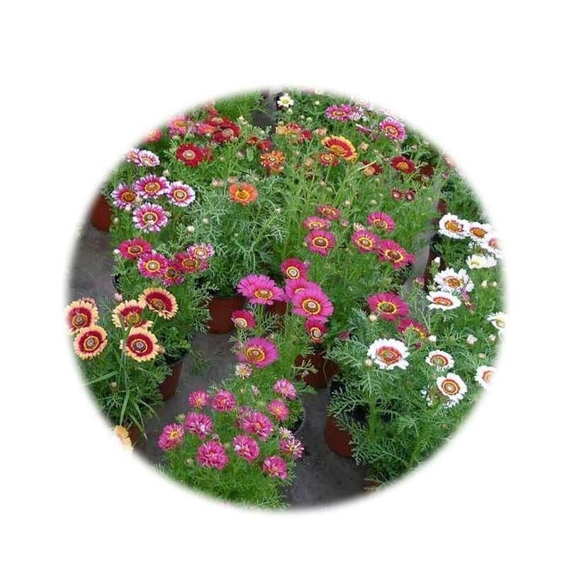 花环菊厂家批发