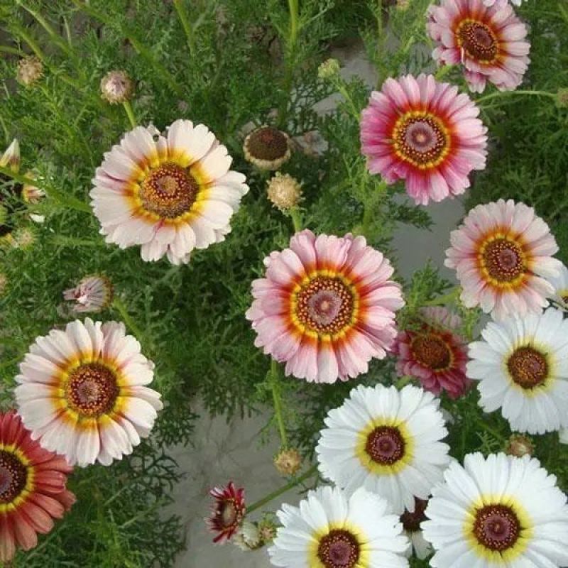 花环菊厂家批发