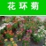 花环菊厂家批发