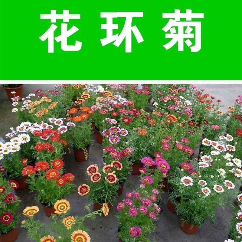 花环菊厂家批发