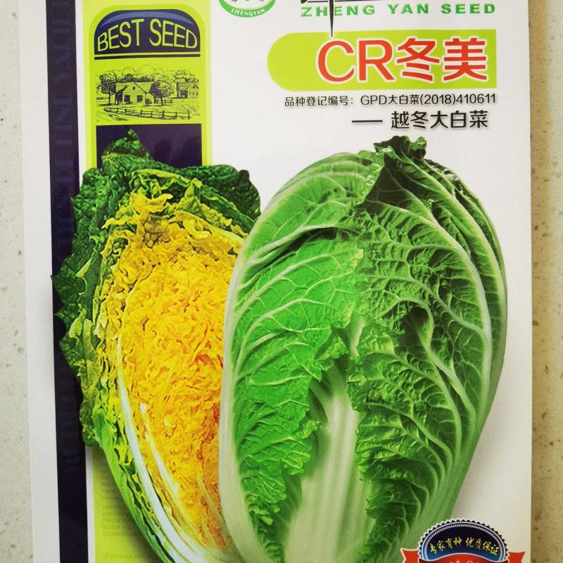 【精】抗根肿病球型美观黄心大白菜种子CR冬美耐寒菜型大耐