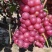 优质巨峰葡萄精品夏黑和黑巨峰葡萄大量上市中