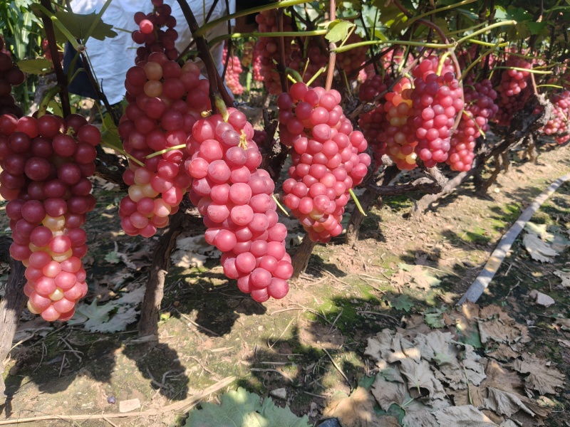 优质巨峰葡萄精品夏黑和黑巨峰葡萄大量上市中