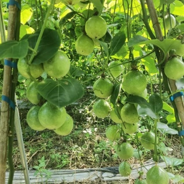 钦密9号百香果