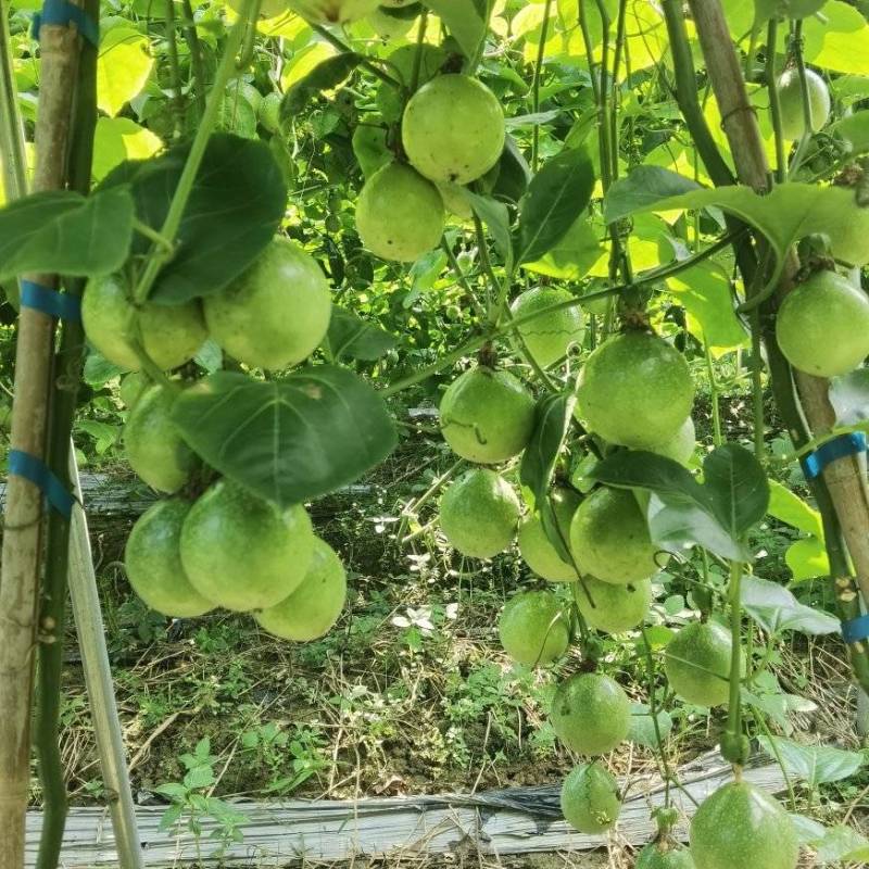 钦密9号百香果