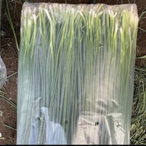 精品细叶细根小葱高度40-50公分诚信商家质量保证实力