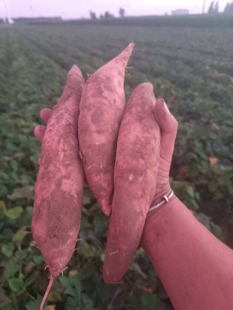 龙九，量大需要联系我，啥红薯都有