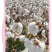 新疆长绒棉