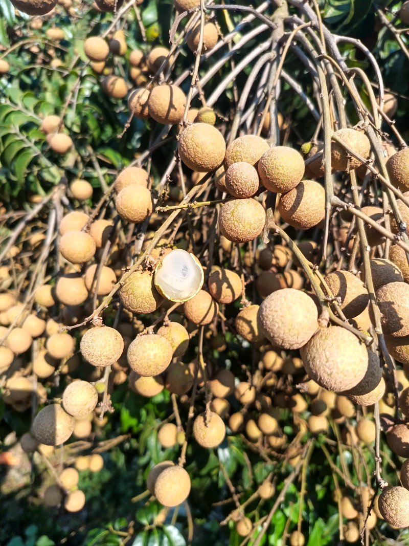 增城石硖龙眼