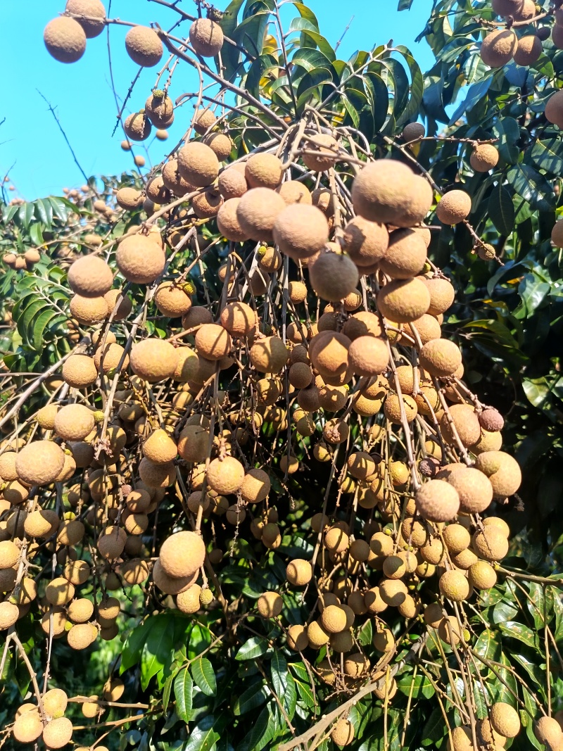 增城石硖龙眼