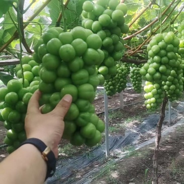 江苏葡萄阳光玫瑰产地直发货源充足对接商标批发商