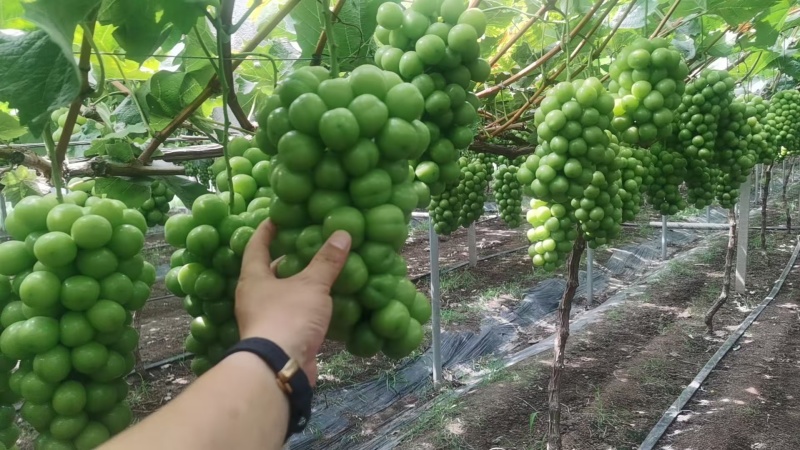 江苏葡萄阳光玫瑰产地直发货源充足对接商标批发商