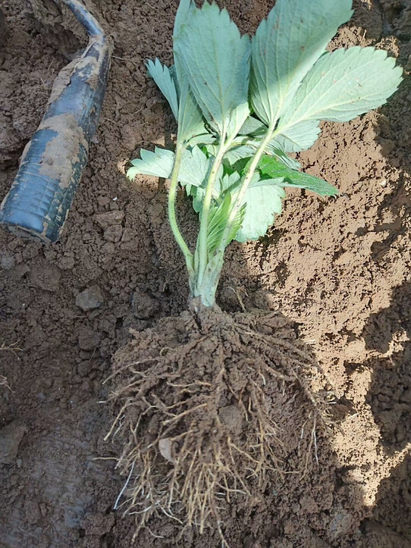 草莓苗出售中，章姬，天仙醉，隋珠，红颜，宁玉等，诚信经营