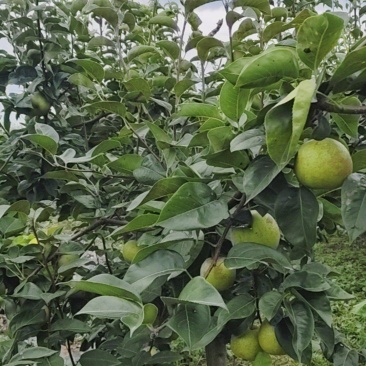 翠冠梨惠供