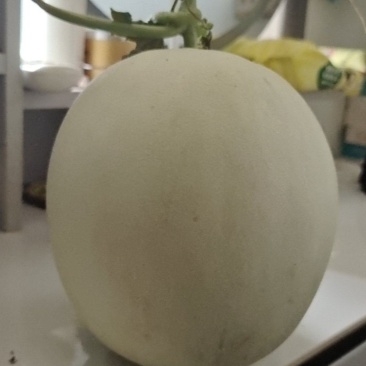 山东青州玉菇