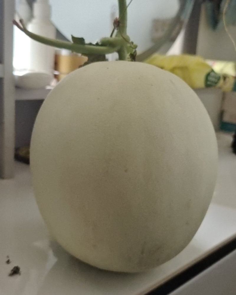 山东青州玉菇