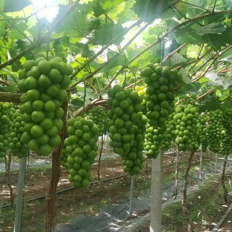 阳光玫瑰大量上市电商商超需要老板欢迎来电