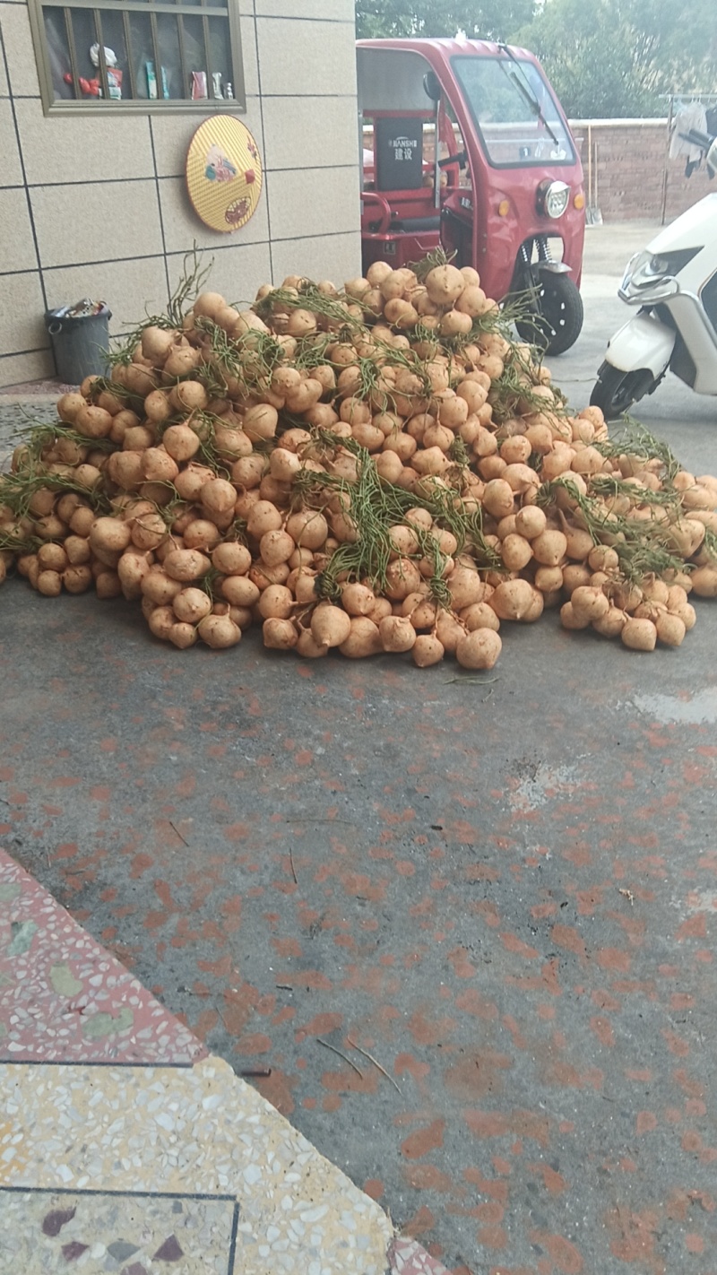 全州凉薯