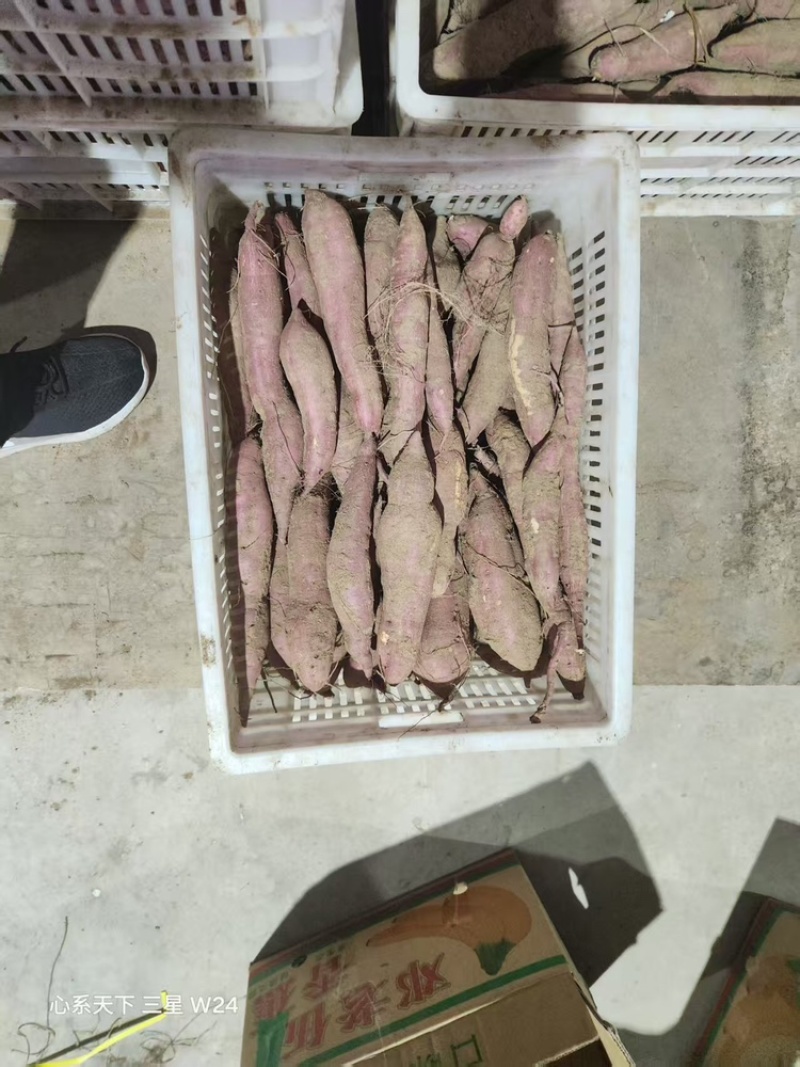 陕西大荔板栗红薯大量上市中，一件代发全国包邮，对接电商