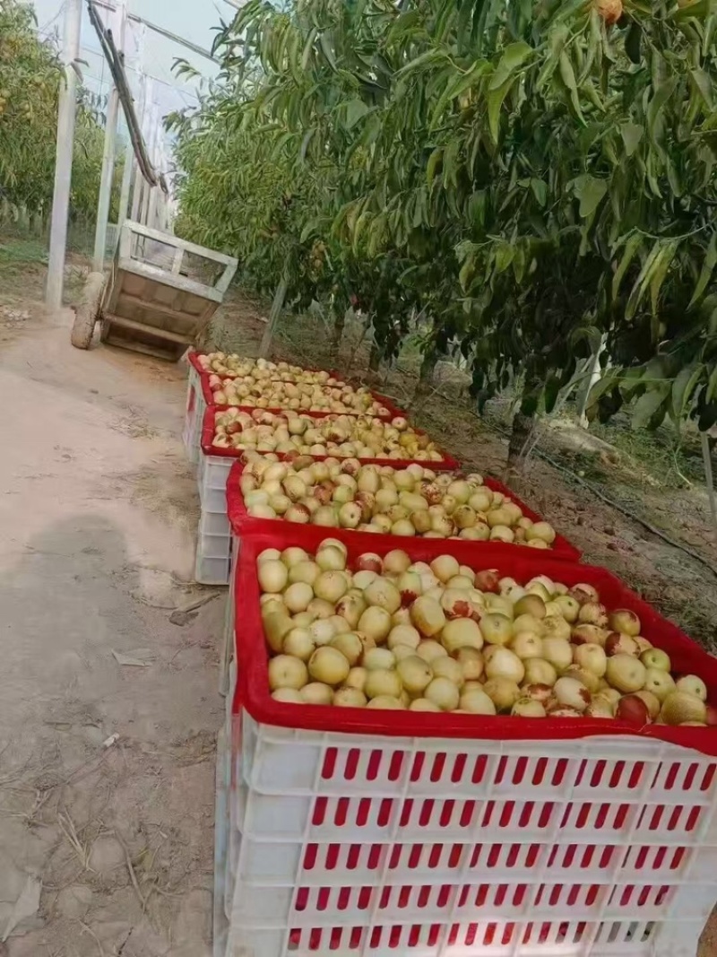 陕西大荔冬枣大量上市中，批发大宗，视频看货欢迎致电