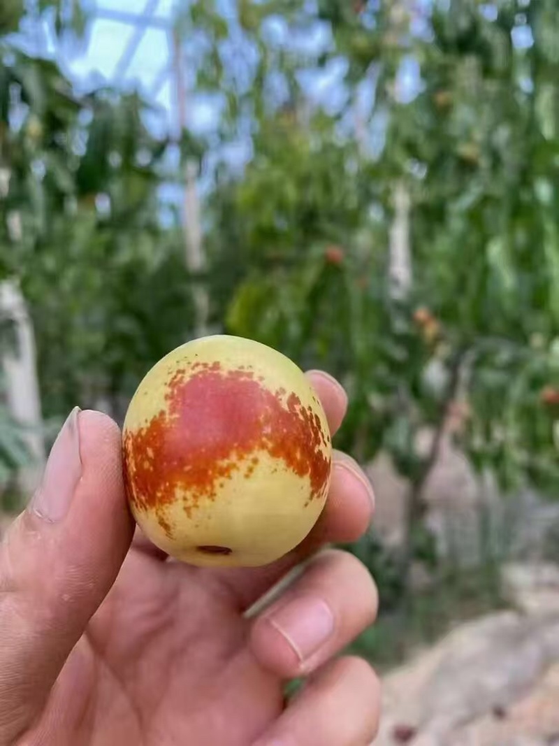 陕西大荔冬枣大量上市中，批发大宗，视频看货欢迎致电