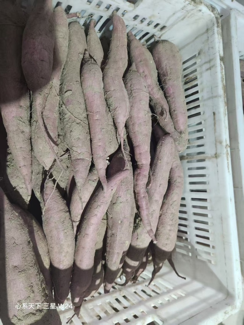 陕西大荔板栗红薯大量上市中，批发大宗，视频看货，欢迎致电