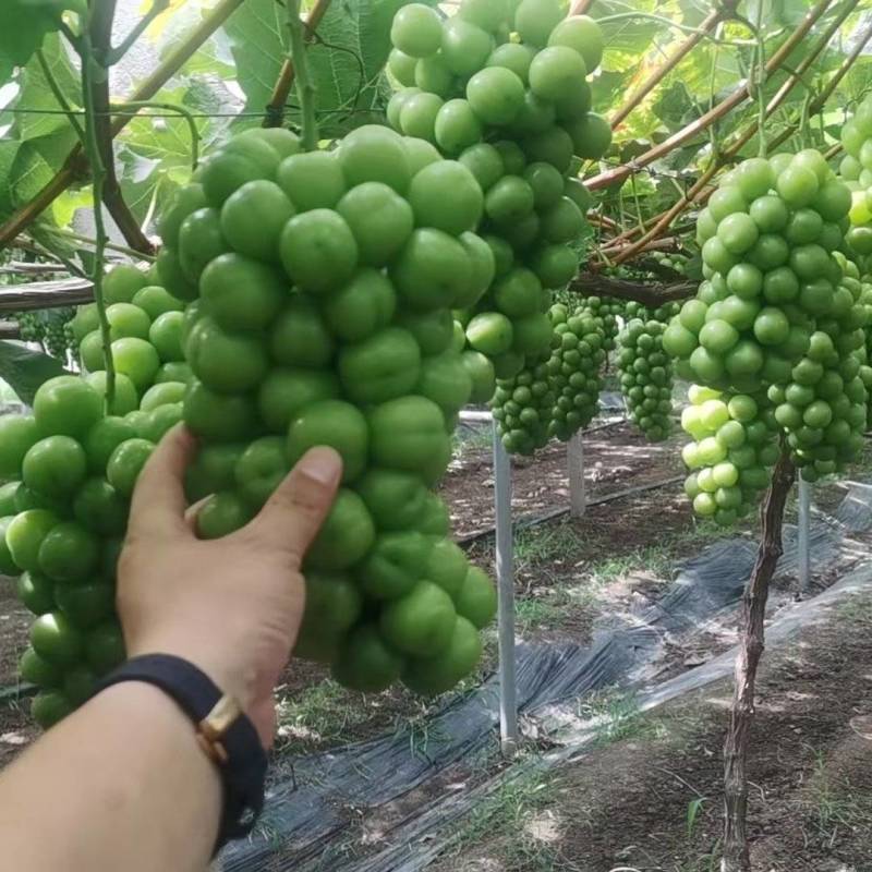 阳光玫瑰葡萄大量上市欢迎电商一件代发产地直发欢迎咨询