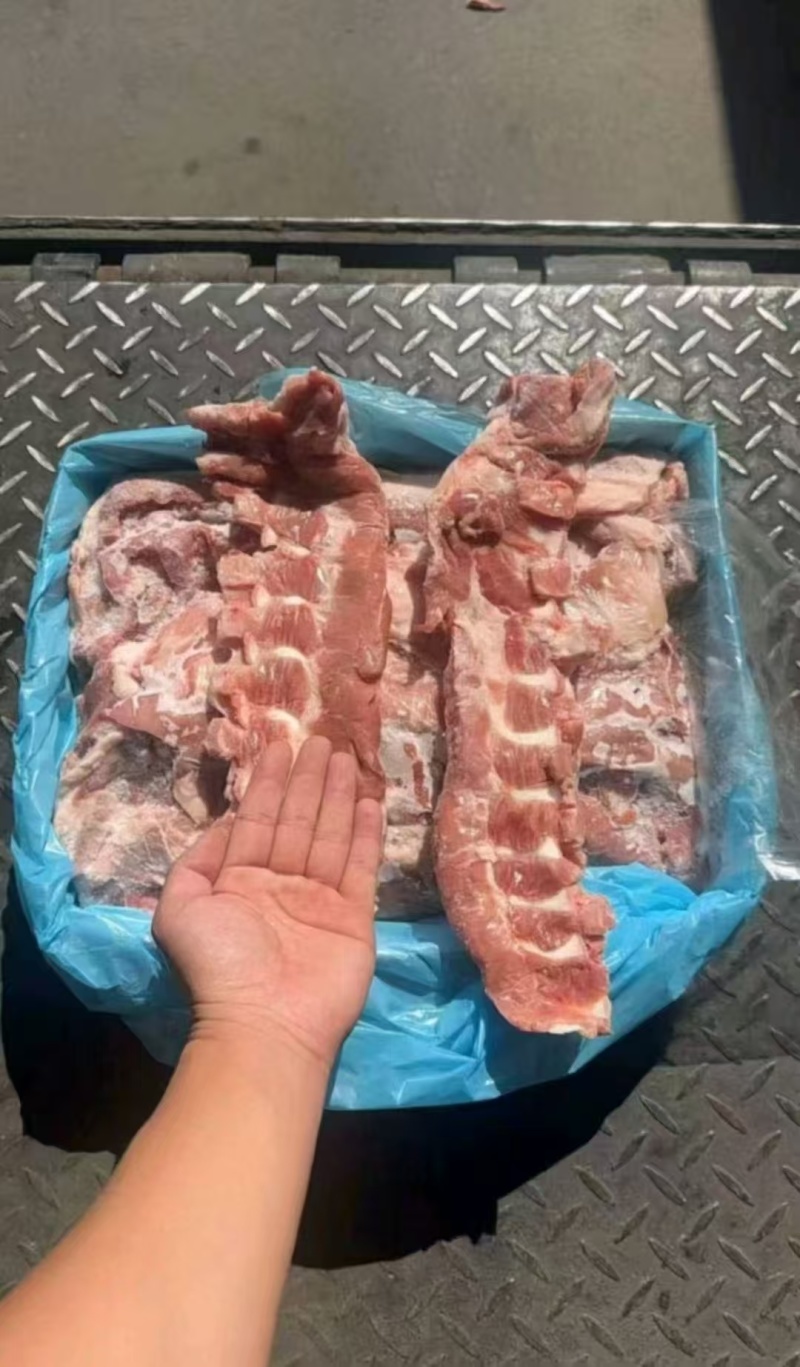 猪软骨
