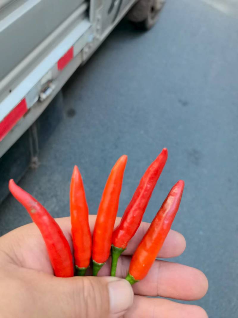 朝天小米辣