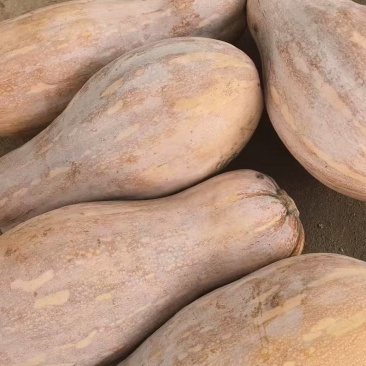 密本南瓜