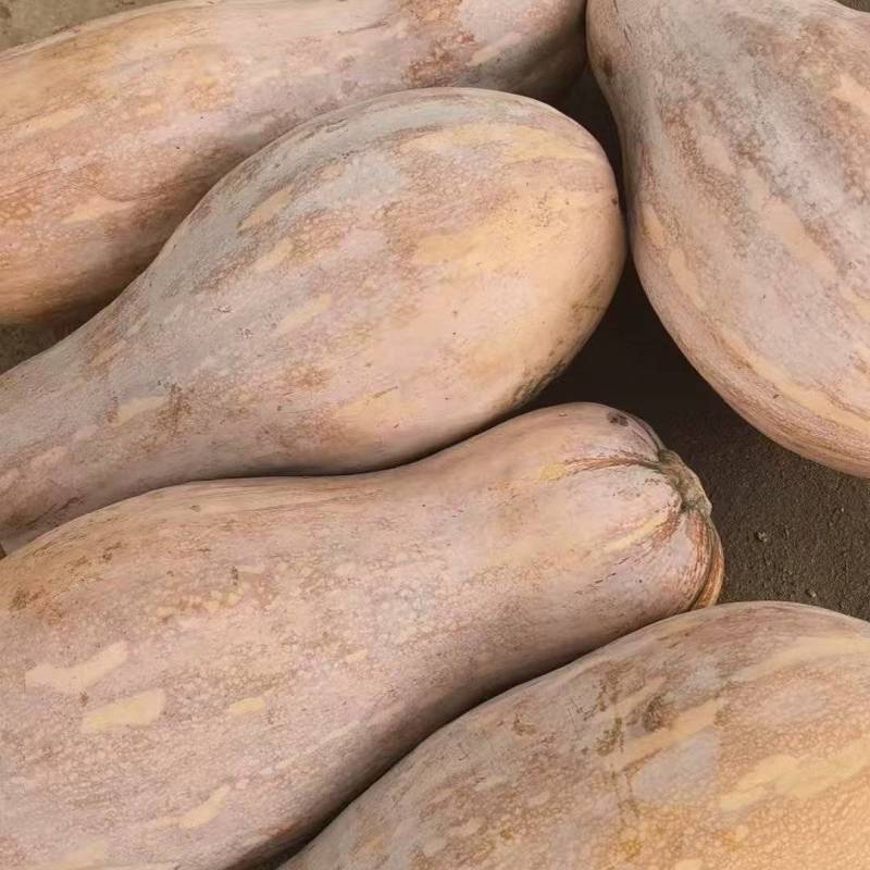 密本南瓜