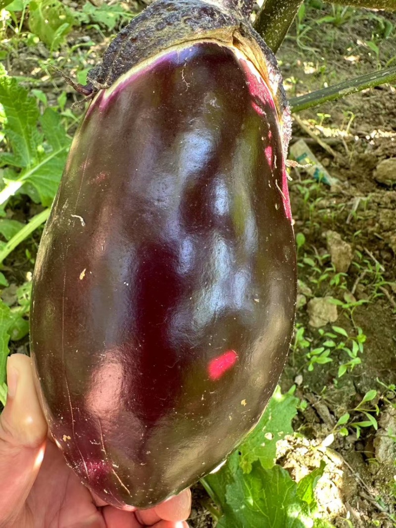 陕西精品红冠大红茄子产地直发一手货源质量保证