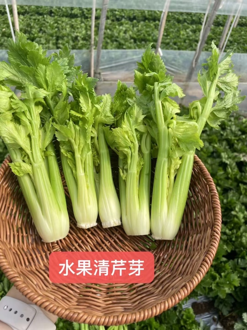 维莱水果清芹芽