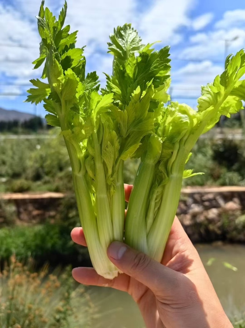 维莱水果清芹芽