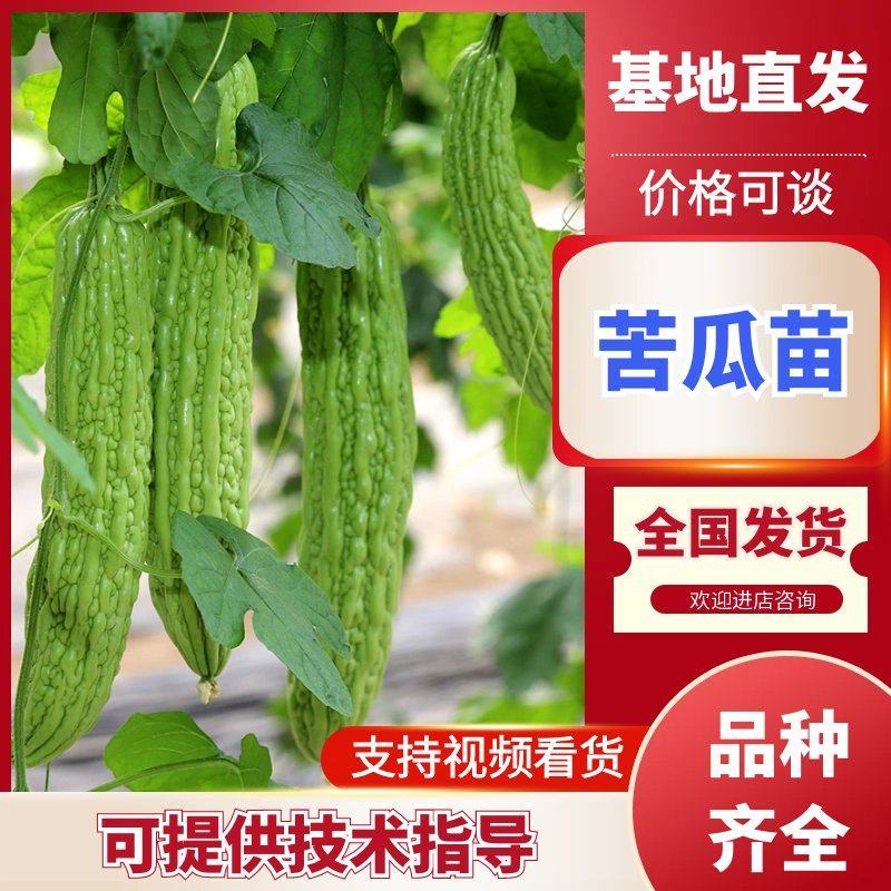 精品苦瓜苗山东寿光种苗基地直发各种蔬菜苗存活率高苦瓜苗