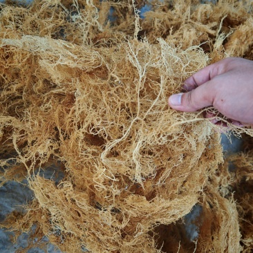 龙须菜潮菜清水半清水大料小料