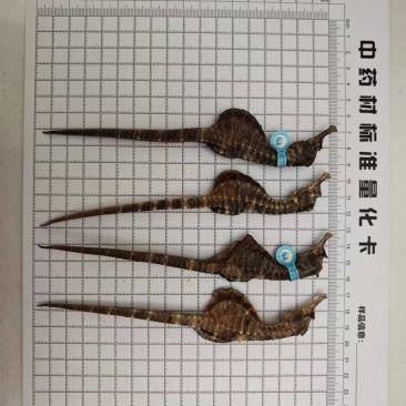 海马养殖海马
