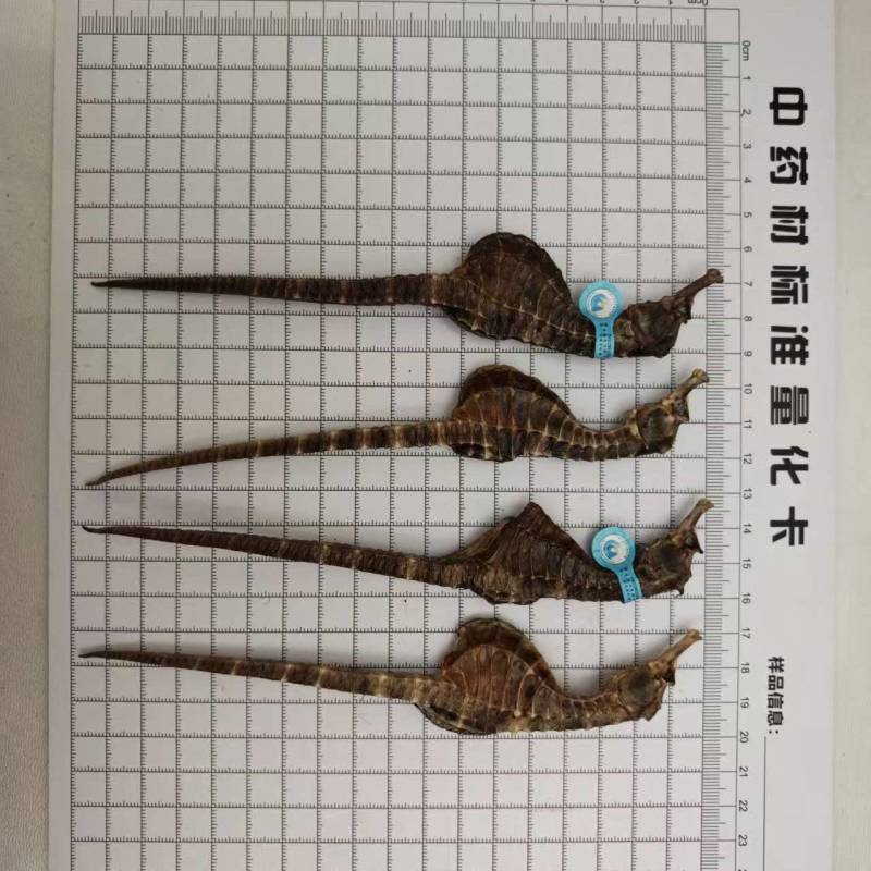 海马养殖海马