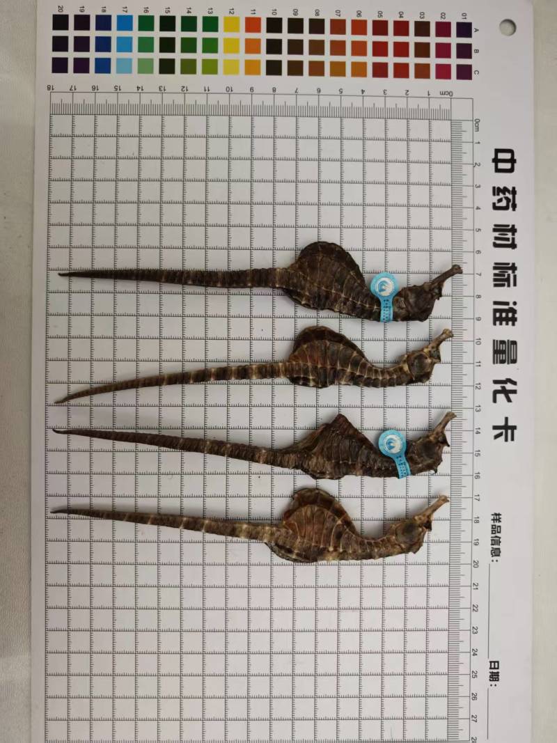 海马养殖海马
