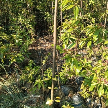 木荷杯苗苗木种苗常年供货欢迎田友咨询价格便宜