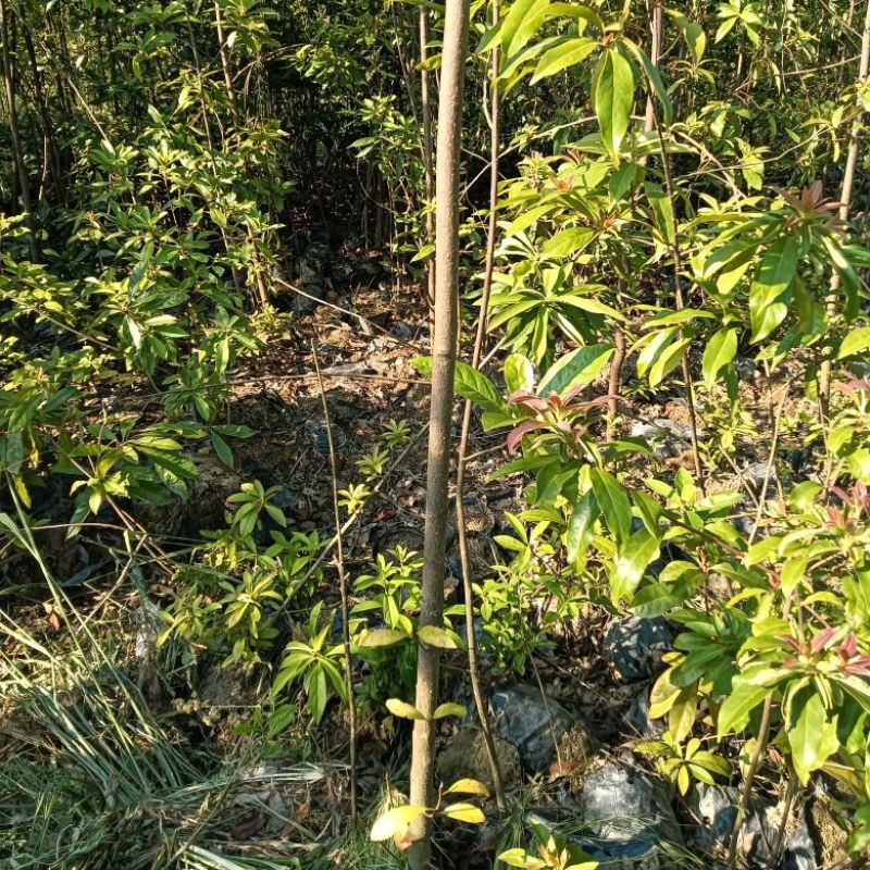木荷杯苗苗木种苗常年供货欢迎田友咨询价格便宜