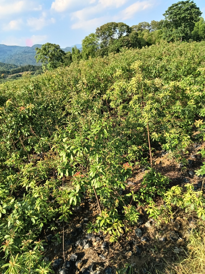 木荷杯苗苗木种苗常年供货欢迎田友咨询价格便宜