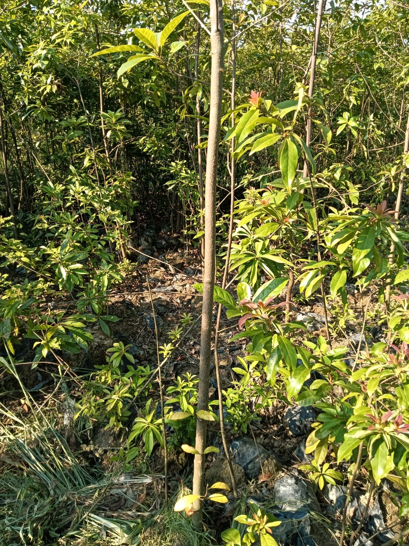 木荷杯苗苗木种苗常年供货欢迎田友咨询价格便宜