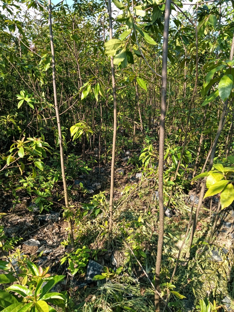 木荷杯苗苗木种苗常年供货欢迎田友咨询价格便宜
