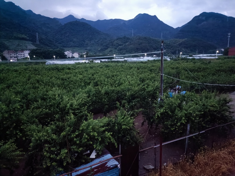 浦江黄桃