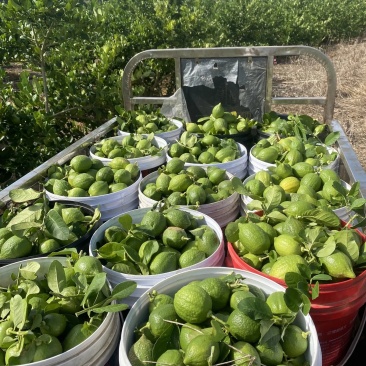 广东香水柠檬基地直发