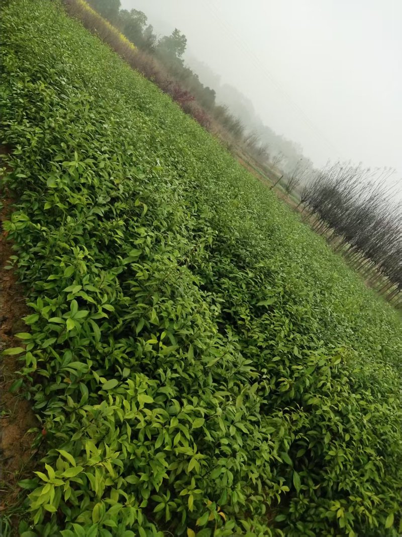 青冈栎杯苗赤皮青冈苗万亩基地高品质价格实惠