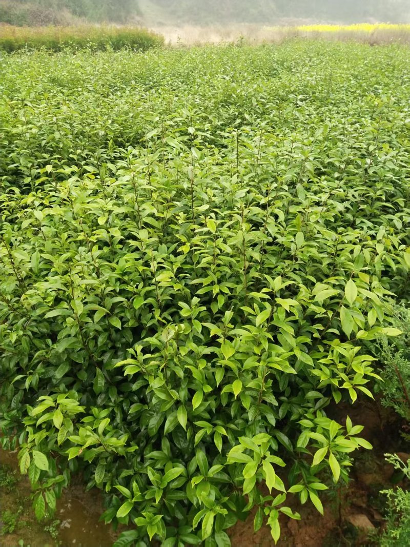 青冈栎杯苗赤皮青冈苗万亩基地高品质价格实惠