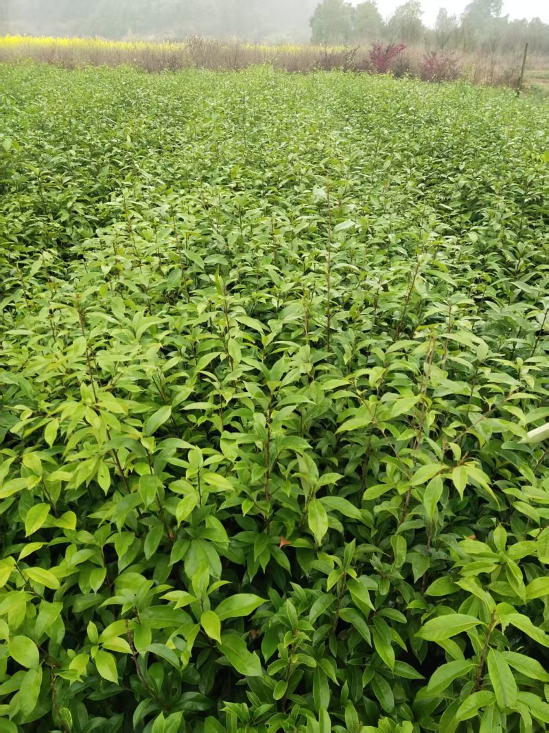 青冈栎杯苗赤皮青冈苗万亩基地高品质价格实惠